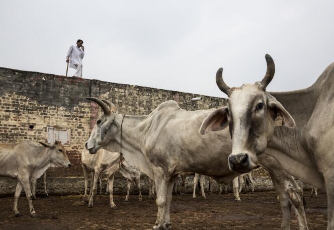 Anand Kumar est à la tête d’un refuge de 1 100 vaches situé dans le village de Ladwa, à 180 kilomètres au nord-ouest de New Delhi.