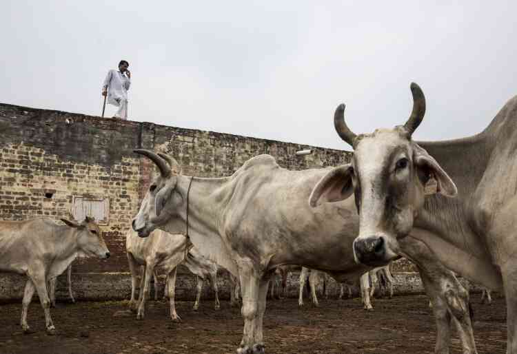 Le « gaushala » accueille actuellement quelque 1 100 vaches.