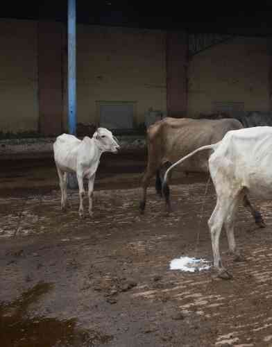 A l’heure du réveil, vers 4 heures du matin, lorsque les vaches se dressent sur leurs pattes, les ouvriers courent d’une vache à l’autre pour recueillir l’urine dans une bassine. Entre 70 et 90 litres sont obtenus chaque jour.