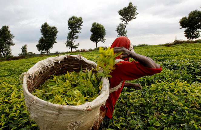 Un cueilleur de thé dans une plantation de Githunguri, près de Nairobi au Kenya, en janvier 2012.