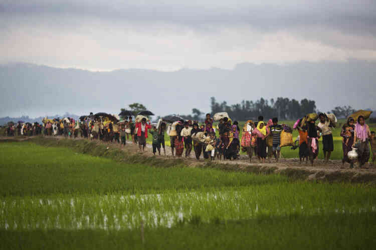 Des Rohingya traversent des rizières après avoir passé la frontière du Bangladesh, près de Cox’s Bazar, dans le sud-est du pays, le 1er septembre.