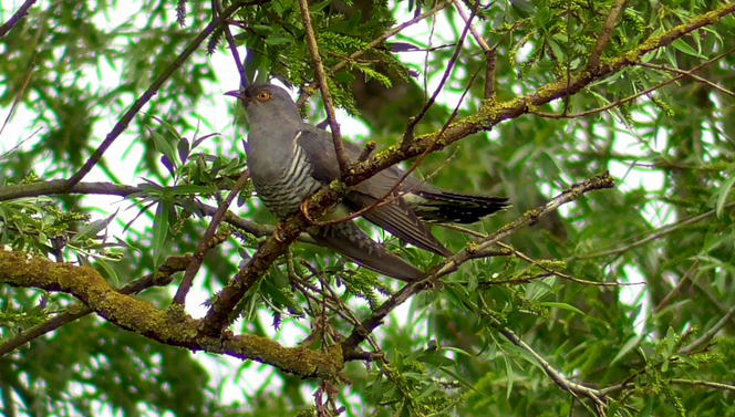 Le Coucou Imitateur Perfide