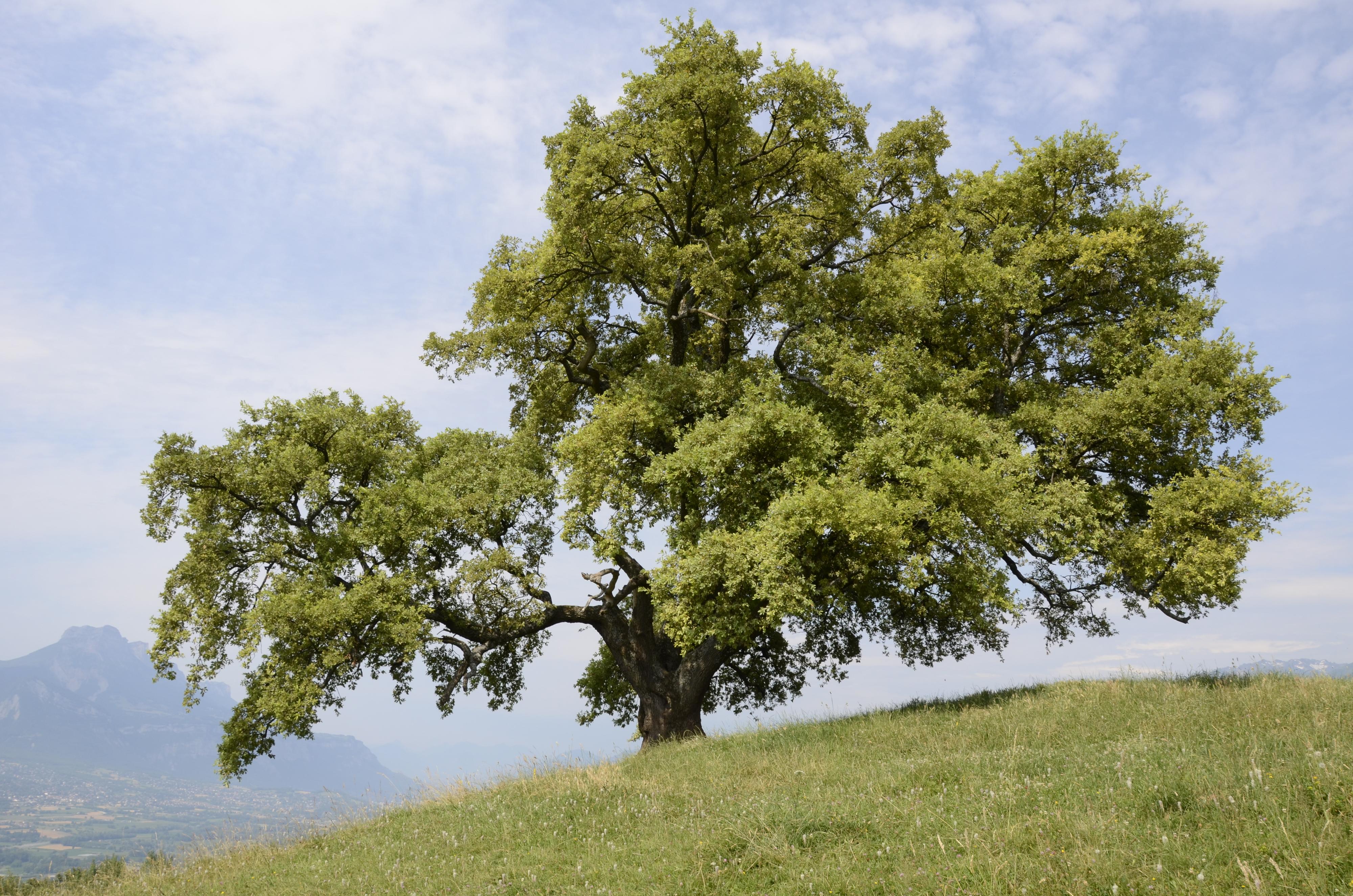 « Nous voulons que les arbres remarquables soient reconnus comme un