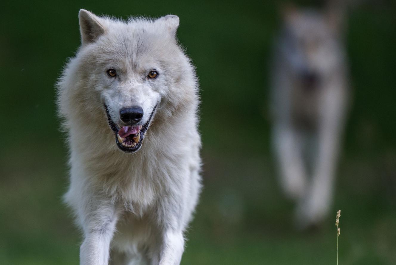 Le management « Parle avec les loups