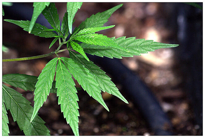 «  Près de 200 000 personnes sont interpellées chaque année pour infraction à la législation sur les stupéfiants ; 80 % d’entre elles sont des consommateurs, principalement de cannabis ».