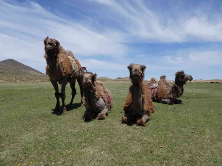 A dos de chameaux de Bactriane, première excursion vers le lac Tara, où alternent dunes, roches volcaniques et steppes verdoyantes.