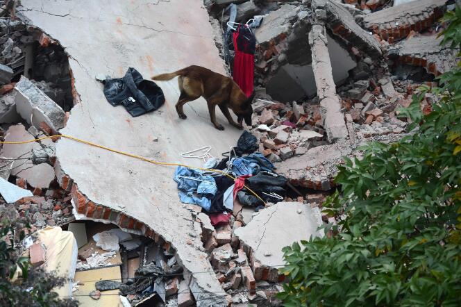 Un chien cherche la trace de survivants dans les ruines, à Mexico, le 19 septembre.