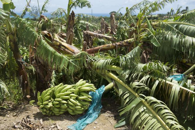 Bananeraie dévastée par l’ouragan Maria, à Capesterre-Belle-Eau, en Guadeloupe, le 22 septembre 2017.