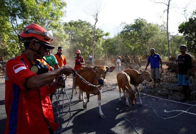 Des équipes de secours préparent l’évacuation du bétail près de Kubu, à Bali, alors que le volcan Agung menace d’entrer en éruption, le 27 septembre.