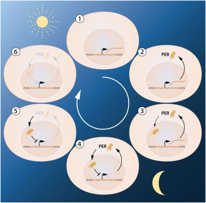 Schéma illustrant la régulation au cours de la journée du gène Periode impliqué dans le fonctionnement d’une horloge biologique responsable de cycles biologiques fonctionnant sur 24 heures.