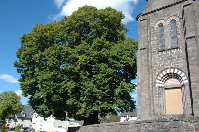 Le tilleul d’Olby, dans le Puy-de-Dôme, planté du temps d’Henri IV.