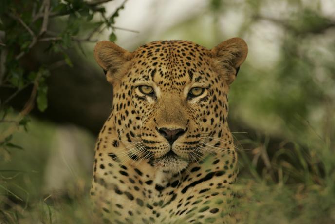 Quand Le Jagupard Brasse La Definition De L Espece