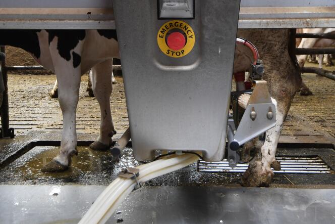 Un robot trait une vache dans une ferme automatisée à Pleudihen-sur-Rance, dans l’ouest de la France, le 11 septembre.