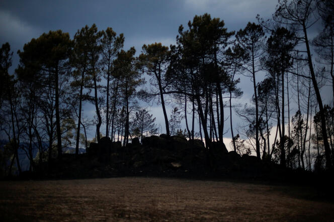 Une partie de la forêt brûlée à Vila Nova, au Portugal, le 17 octobre.