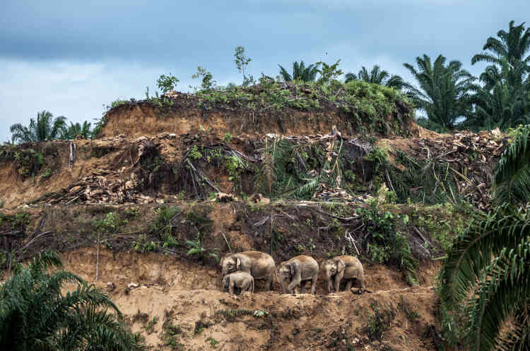 A l’est du Sabah, sur l’île de Bornéo, trois générations d’éléphants de Bornéo se frayent un chemin sur la terrasse d’une palmeraie qui vient d’être déboisée avant replantation. L’huile de palme est un produit d’exportation planétaire lucratif et, dans l’Etat du Sabah, en Malaisie, où l’essentiel des forêts tropicales a été coupé, cette industrie reste le premier moteur de la déforestation.