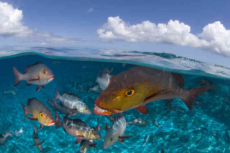 Les vivaneaux à deux taches font partie des superprédateurs d’Aldabra et leurs jolies dents sont là pour le prouver. Quand la marée haute envahit l’immense lagon de cet atoll des Seychelles, les vivaneaux se précipitent dans le chenal, avides de capturer la masse dérivante des invertébrés et des petits poissons.