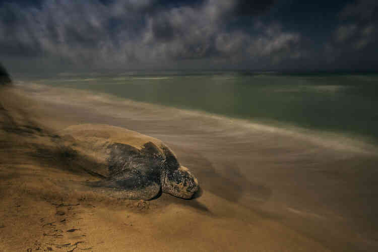 Comme des générations avant elle, cette tortue luth traîne son corps pesant sur le sable, en s’aidant de ses nageoires démesurées. Elle retourne imperturbable à l’océan. Les luths sont les plus grandes des tortues, celles qui ont la plus vaste aire de répartition et plongent le plus profond. Leur lignée génétique s’est séparée de celle des autres tortues il y a 100 à 150 millions d’années.
