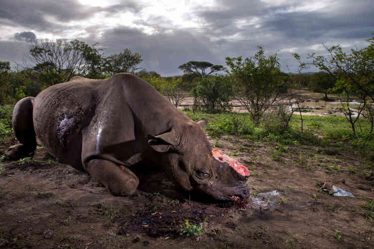 Ce rhinocéros noir est mort dans le parc africain d’Hluhluwe Imfolozi moins de huit heures avant que la scène ne soit immortalisée. Des braconniers lui ont tendu une embuscade à un point d’eau et l’ont abattu à l’aide d’un fusil muni d’un silencieux. Autrefois l’espèce de rhinocéros la plus nombreuse, le rhinocéros noir est aujourd’hui en danger critique d’extinction, moins de 4 000 individus survivent encore dans la nature.
