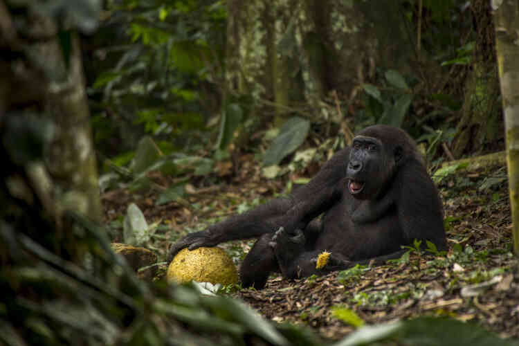 Daniël avait croisé Caco dans le parc national d’Odzala, en République du Congo. Il suivait des pisteurs expérimentés depuis trois heures quand ils croisèrent le groupe mené par le mâle Neptuno, un des rares groupes de gorilles de plaine habitués aux humains. Pendant la saison humide, ils apprécient l’abondance de fruits, sur cette image, Caco se régale du fruit d’un arbre à pain. Il a neuf ans et se prépare à quitter sa famille.