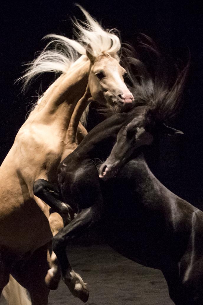 « Ex anima », spectacle de Bartabas, au Théatre Zingaro à Aubevilliers.