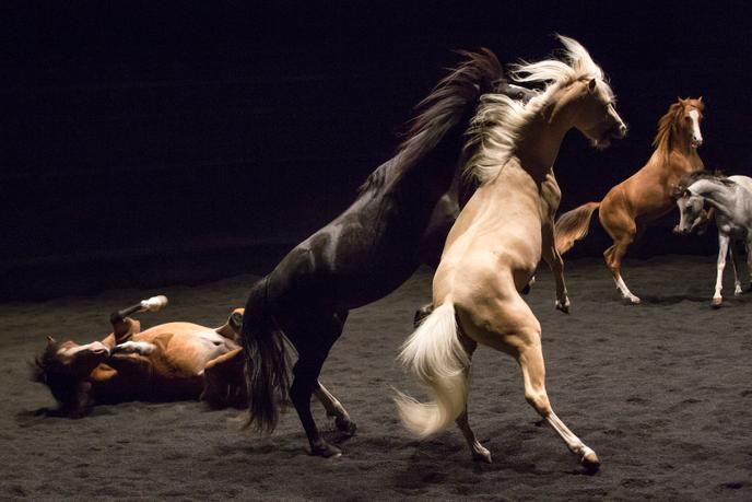 « Ex anima », spectacle de Bartabas, au Théatre Zingaro à Aubevilliers.