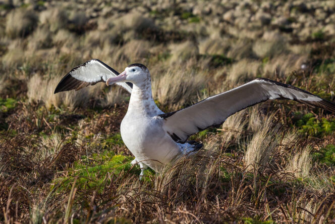 Un albatros des Antipodes, vertébré insulaire menacé.