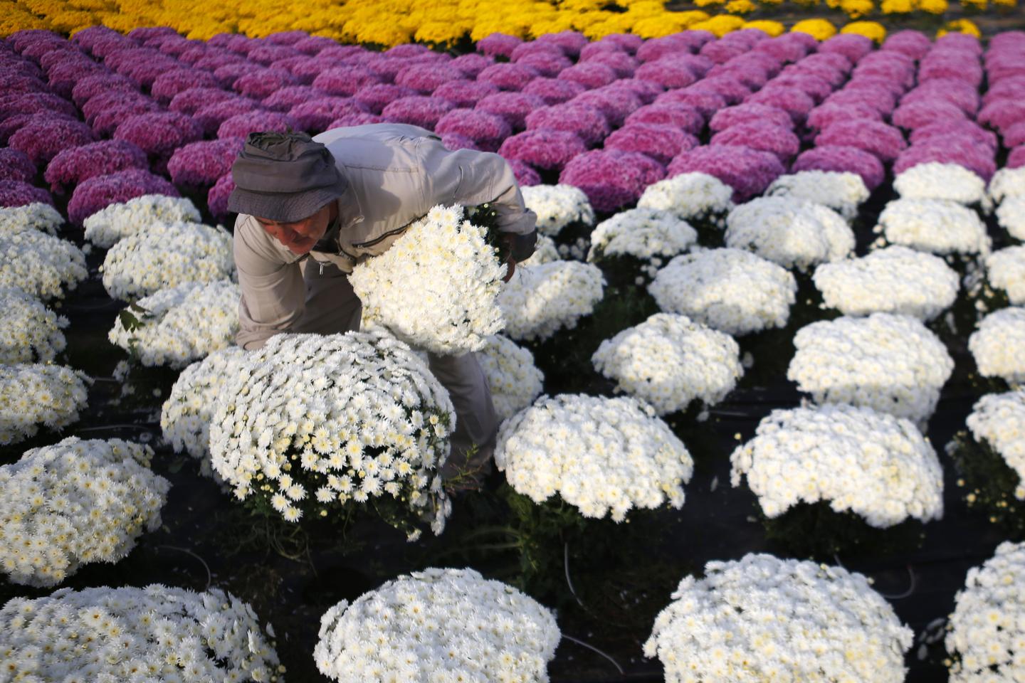 Toussaint : de quand date la tradition des chrysanthèmes ?