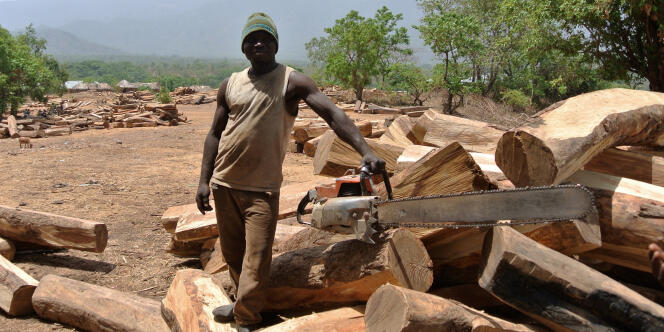 Un coupeur de kosso, le bois de rose ouest-africain, au Nigeria.