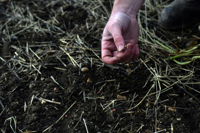 Un agriculteur britannique tient un grain d’orge semé pour montrer l’impact de l’usage du glyphosate dans sa ferme, à Brentwood, en novembre.