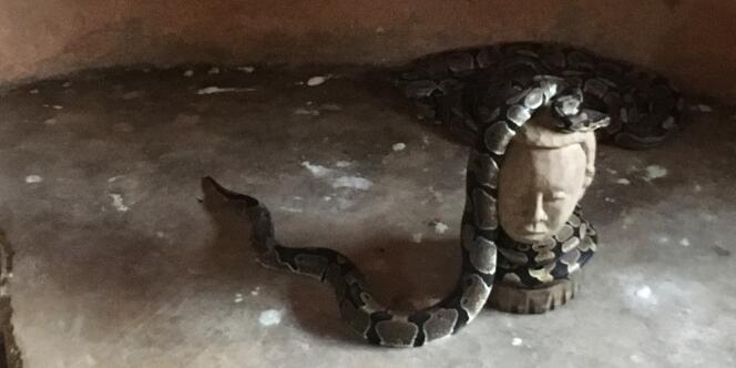 A l’intérieur du Temple des pythons, à Ouidah, se trouvent une centaine de reptiles.