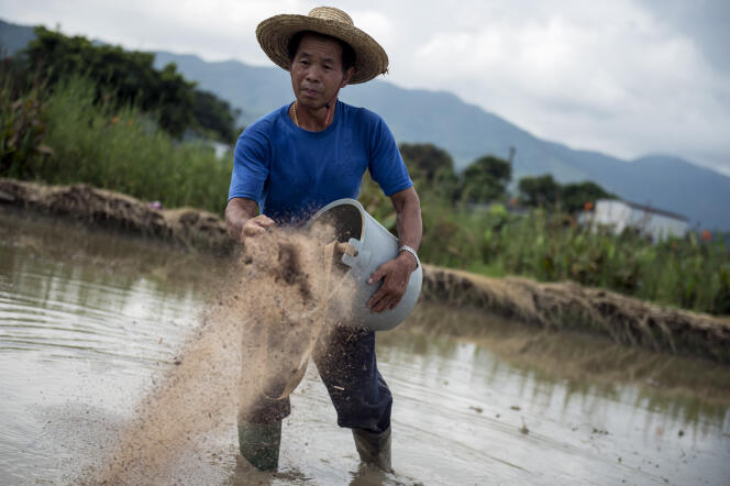 Un agriculteur utilise un engrais organique sur une rizière dans les Nouveaux Territoires de Hongkong en 2014.