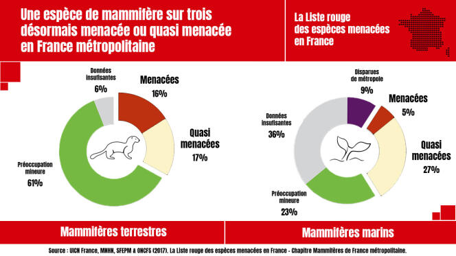 Une espèce de mammifère sur trois est menacée ou quasi menacée en France métropolitaine.