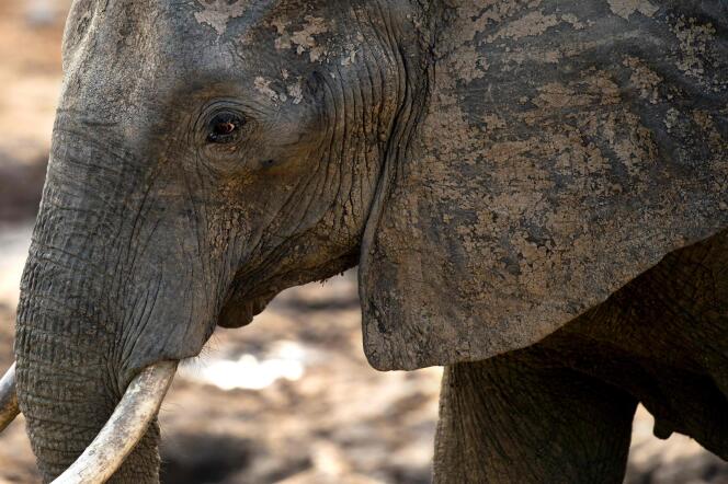 Après avoir augmenté jusqu’au milieu de la décennie précédente, le nombre d’éléphants d’Afrique est reparti à la baisse du fait du braconnage.