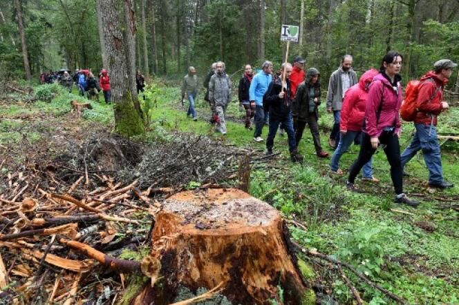 Des manifestants s’opposent depuis des mois à l’abattage d’arbres dans la forêt de Bialowieza.
