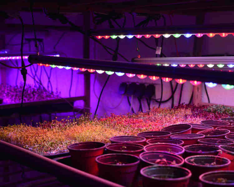 Sous des lampes à LED qui reproduisent le spectre solaire, Cycloponics fait pousser des graines germées et des plantes aromatiques.