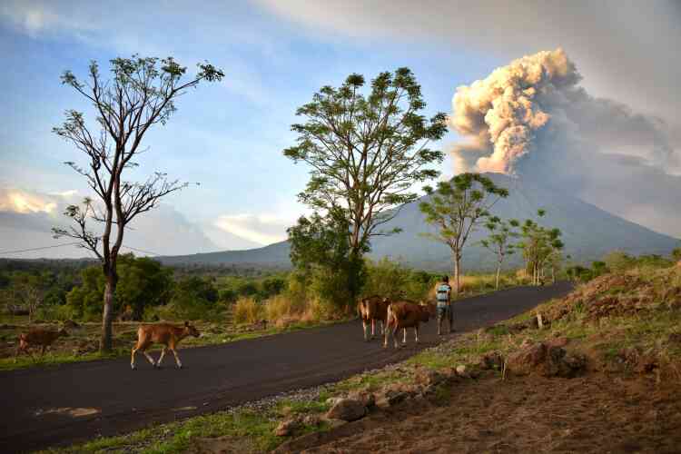 Un fermier guide son bétail dans le sous-district de Kubu, préfecture de Karangasem. Le mont Agung est craint car il s’agit d’un volcan de type « explosif ». Riches en eau, ces volcans sont susceptibles de générer des explosions importantes avec projection d’énormes quantités de débris et de cendres brûlantes, très haut dans l’atmosphère.