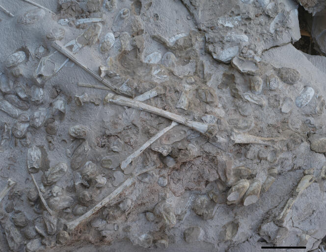 Ensemble d’os et d’œufs de ptérosaures de l’espèce Hamipterus tianshanensis découverts dans le nord-ouest de la Chine.