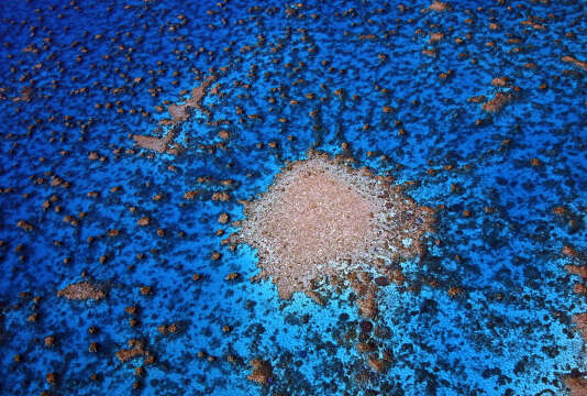 La Grande Barrière de corail, menacée par les activités industrielles et agricoles, et l’acanthaster pourpre, une étoile de mer dévoreuse de coraux.