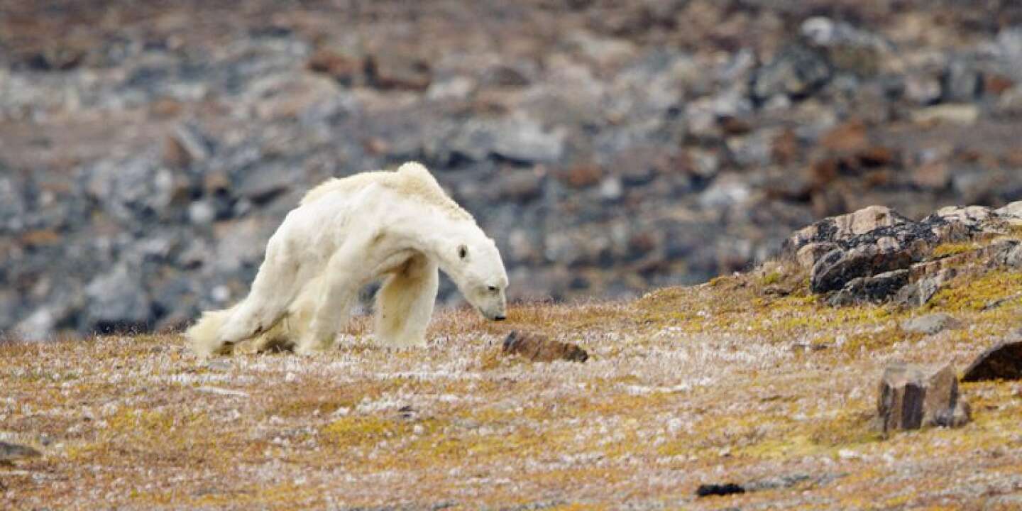 Déambulation de l'ours polaire XXL
