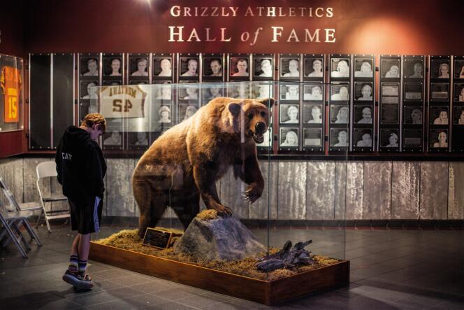 Un grizzli naturalisé trône parmi les photos et les trophées des équipes sportives de l’université.
