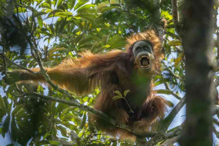 Depuis 1929, la carte ­semblait figée : six espèces composaient le groupe des grands singes, quatre en Afrique (chimpanzés, bonobos, gorilles de l’Est et de l’Ouest) et deux en Asie, les orangs-outans de Sumatra et de Bornéo. Une équipe internationale a pourtant mis en évidence, en novembre, une nouvelle espèce d’orangs-outans. Baptisée Tapanuli (Pongo tapanuliensis), elle se différencie des deux autres par son anatomie, ses caractéristiques ­génétiques et son comportement. Réduite à un petit territoire de Sumatra, ­sa population compterait seulement 800 individus. A peine découverte, déjà en danger critique. Tim Laman