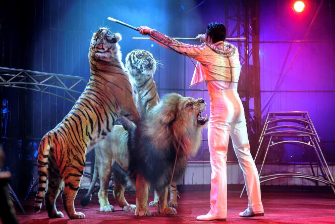 Un numéro de cirque avec tigres et lion lors du Festival international du cirque, à Massy (Essonne), en janvier 2010.