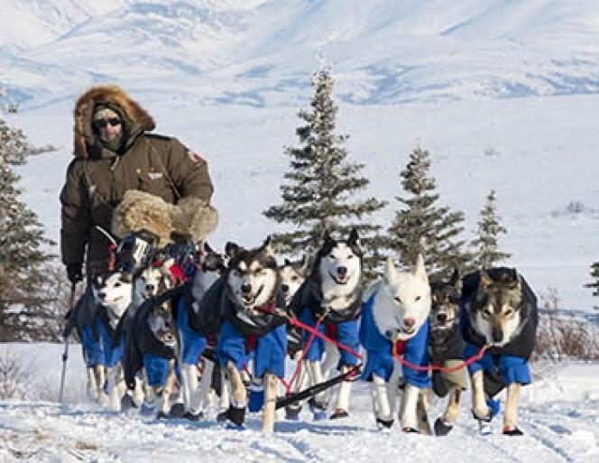 La plus grande course de chiens de traîneau du monde, l’Iditarod, avec neuf jours de course intense.