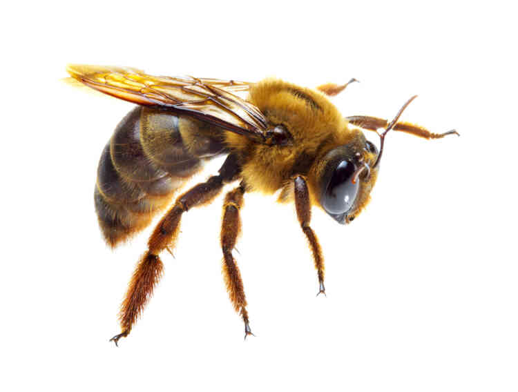C’est une des découvertes les plus troublantes de l’année : en moins de trois décennies, les populations d’insectes ont probablement chuté de près de 80 % en Allemagne. C’est ce qu’il ressort d’une étude internationale publiée à l’automne par la revue PLoS One, d’après des données de captures d’insectes réalisées depuis 1989 dans des zones protégées allemandes. Le déclin des abeilles domestiques, phénomène très médiatisé par le monde apicole, n’est que la part émergée d’un problème bien plus vaste. Principal suspect de cette hécatombe, observée aussi en France : les insecticides néonicotinoïdes, utilisés depuis les années 1990 par le monde agricole.