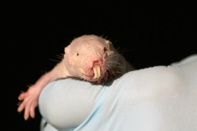 Le rat-taupe nu constitue un mystère dont la compréhension pourrait bien se révéler un espoir pour l’homme