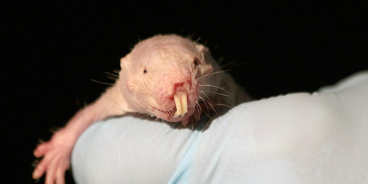 Tv Les Superpouvoirs Des Rats Taupes Nus Tv Les Superpouvoirs Des Rats Taupes Nus