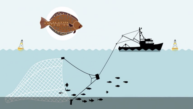 Interdite depuis 1998, la pêche électrique profite pourtant de larges dérogations accordées par l’Union européenne en mer du Nord.