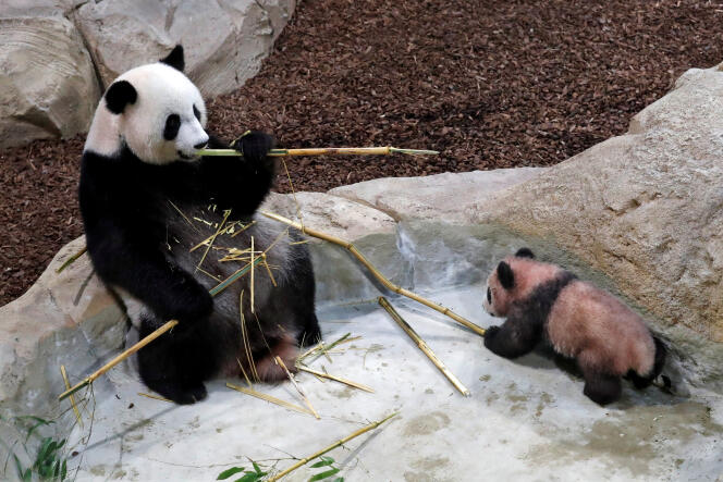 En décembre, Brigitte Macron avait rendu visite au bébé panda, à l’occasion d’une grande cérémonie de baptême en présence de dignitaires chinois.