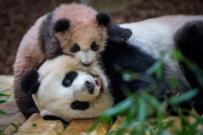 Pour la première fois depuis sa naissance, le bébé panda a pu montrer, samedi 13 janvier 2018, aux visiteurs du zoo de Beauval la couleur de son pelage, encore gris et blanc rosé.