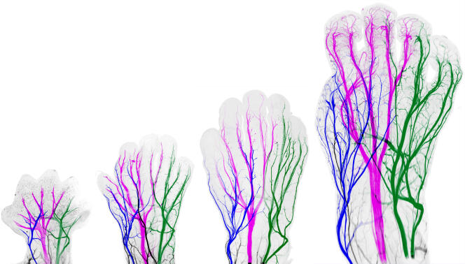 Nerfs sensori-moteurs d’une main droite  à trois stades de  son développement, entre les 7e  et 11e semaines :  nerf radial (en bleu), médian (en rose)  et ulnaire (en vert).